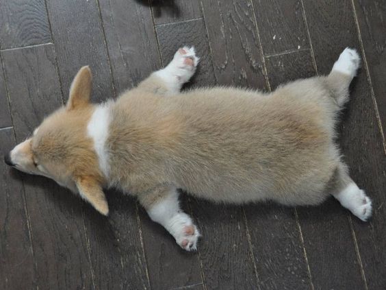 A Welsh Corgi puppy lying flat on the floor with its legs spread out while sleeping