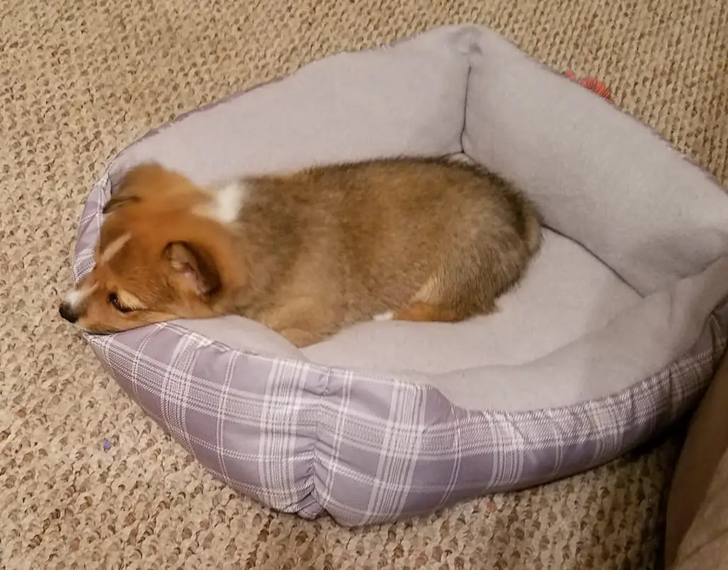 A Welsh Corgi puppy sleeping on its bed