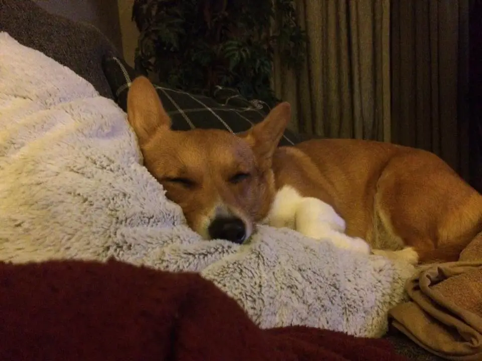 A Welsh Corgi sleeping on soundly on the bed on top of the pillows