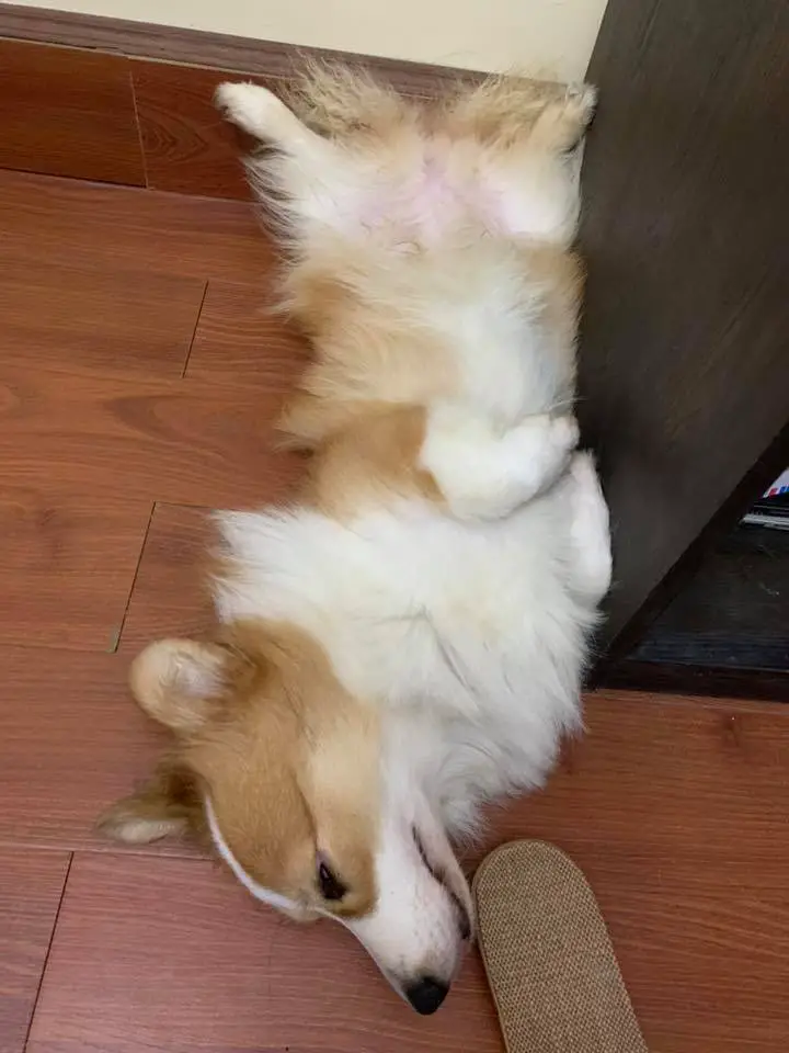 A Welsh Corgi lying on the floor next to the cabinet
