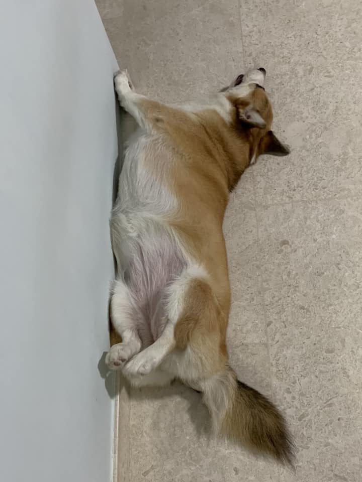 A Welsh Corgi sleeping on the floor next to the wall
