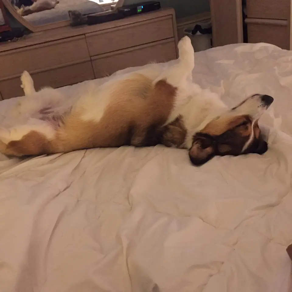 A Welsh Corgi lying on its back on top of the bed
