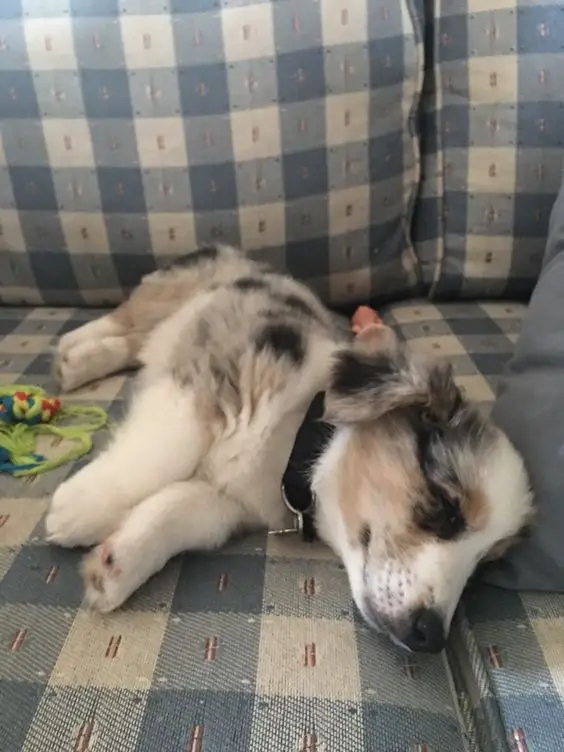 A Welsh Corgi puppy lying sleeping peacefully on the couch