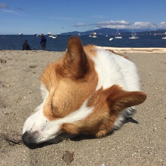 A Welsh Corgi sleeping in the sand at the beach