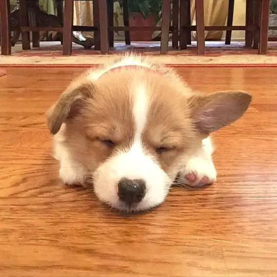 A Welsh Corgi puppy sleeping on the floor