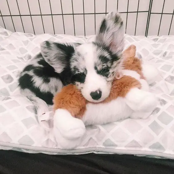 A Welsh Corgi lying inside its crate with its head on top of a stuffed toy