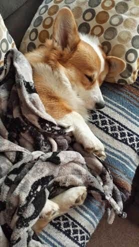 A Welsh Corgi sleeping on the bed while snuggled in a blanket