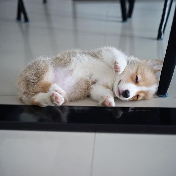 A Welsh Corgi puppy lying under the table