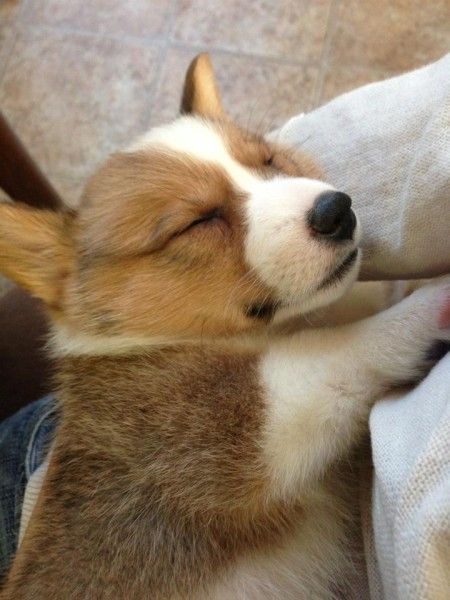 A Welsh Corgi puppy sleeping in the arms of a person