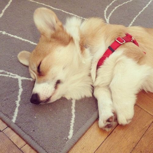 A Welsh Corgi sleeping soundly on the floor on top of the carpet