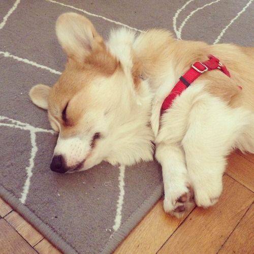 33 Welsh Corgis Sleeping In Totally Ridiculous Positions The Paws