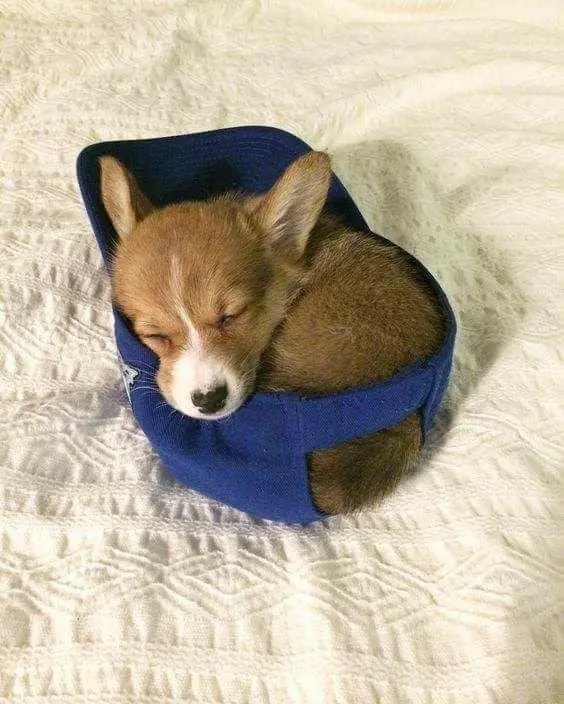 A Welsh Corgi puppy curled up sleeping inside a cap on top of the bed