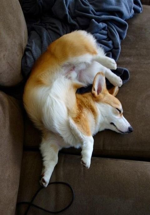 A Welsh Corgi sleeping on the couch win a weird funny position