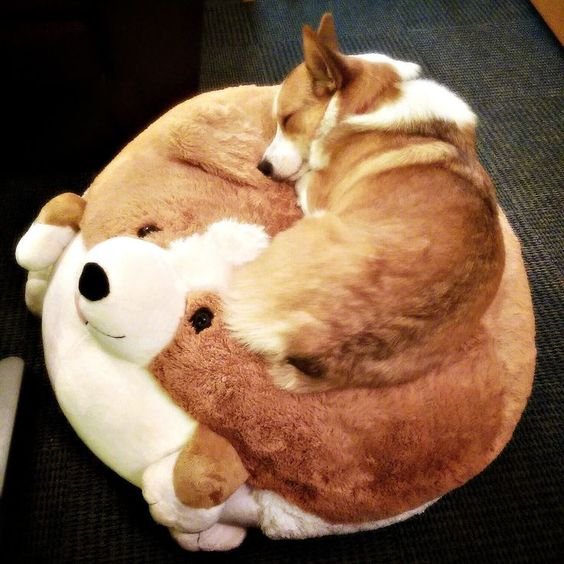 A Welsh Corgi sleeping on top of its corgi beg