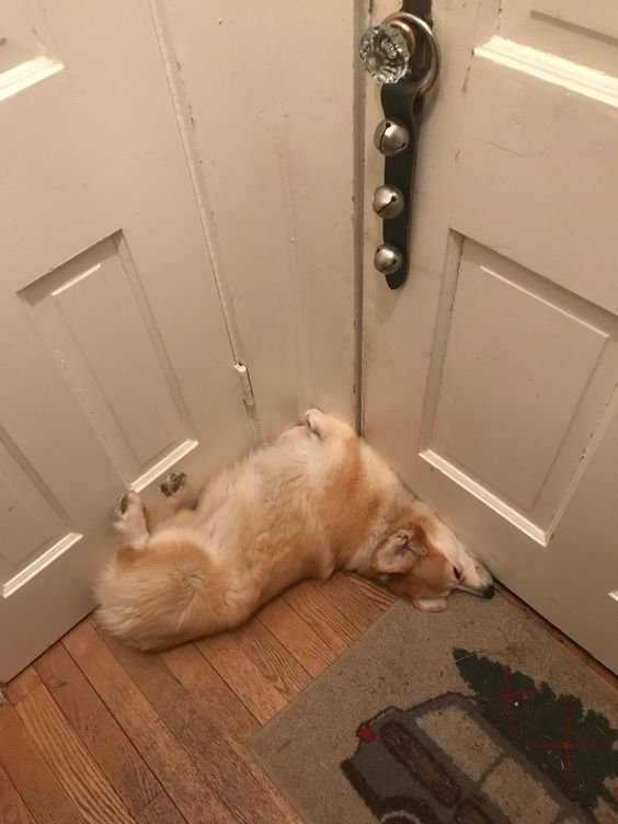 A Welsh Corgi sleeping in the corner