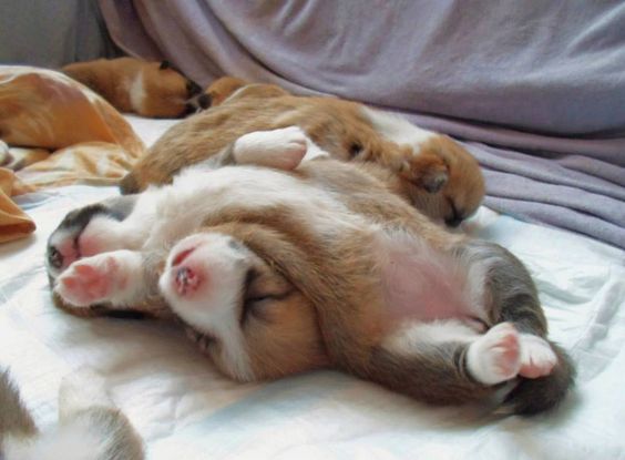 two Welsh Corgi puppies sleeping together on their bed