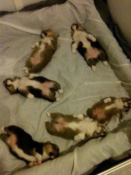 six Welsh Corgi puppies lying on its back while sleeping in their bed