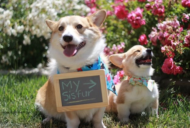 A Corgi wearing a board that says - my sisfur- and with an arrow pointing to a Corgi puppy sitting next to him in the garden