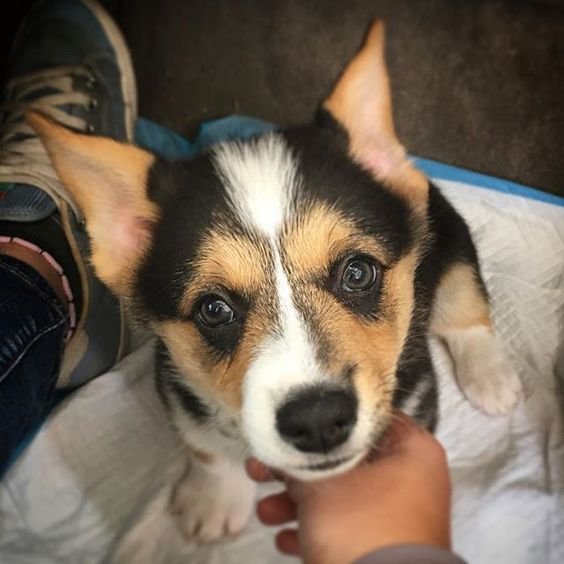 coping Corgi's adorable face