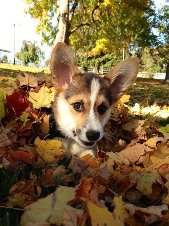 A Corgi in a pile of dried maple leaves at the park