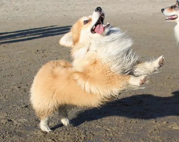 A Corgi jumping at the beach with its tongue sticking out on the side of its mouth