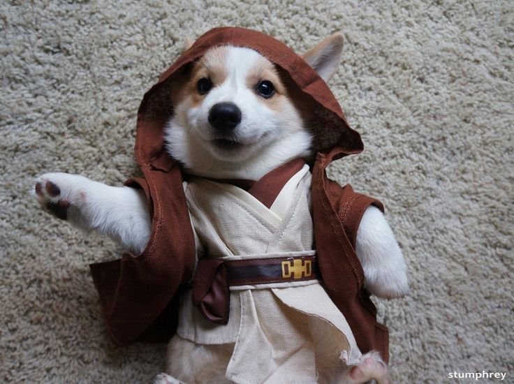 A Corgi in yoda costume while lying on the floor