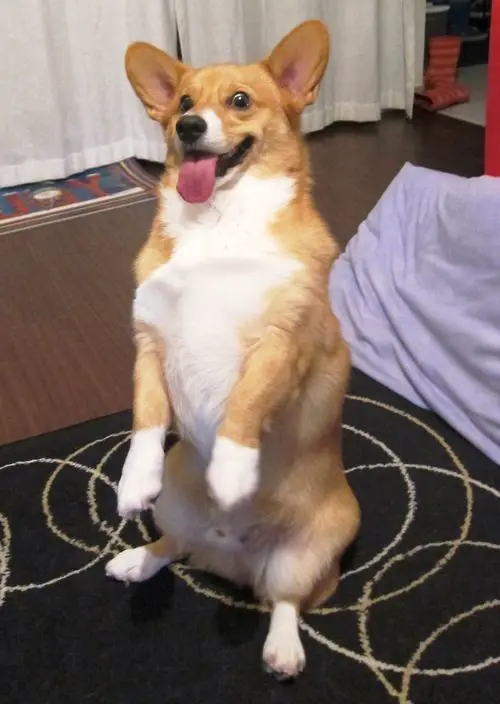 A Corgi sitting pretty with its tongue sticking out