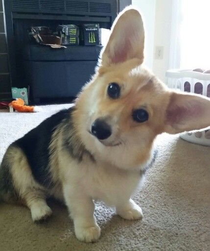 Corgi sitting on the floor while tilting its head