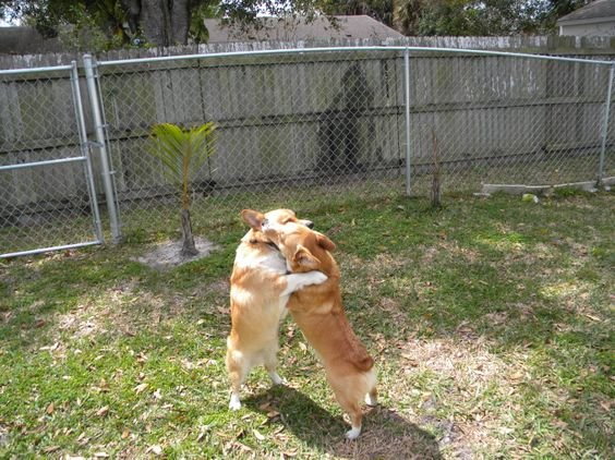 two Corgis hugging each other in the backyard