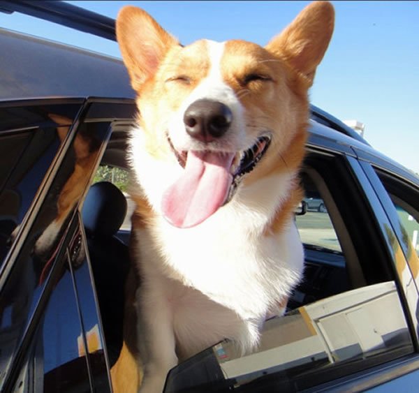 A Corgi inside the car with its head outside the window