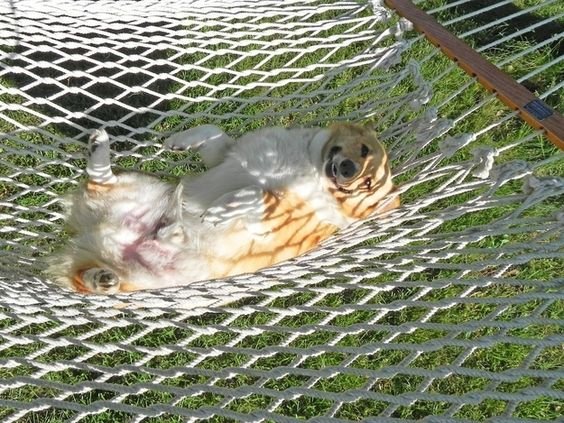 A Corgi lying in a hammock while smiling