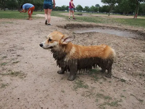 Corgi with half of its body covered in mud