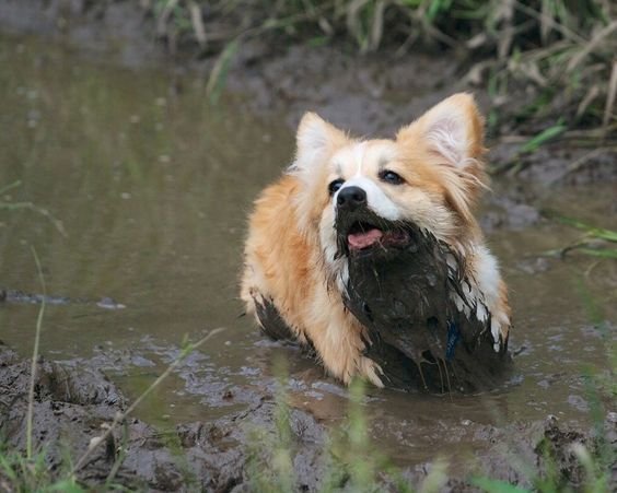 Corgi with half of its body soaked in mud