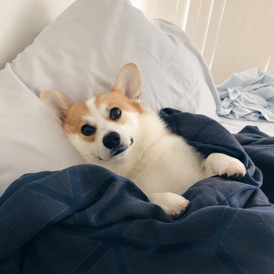 corgi dog lying on the bed snuggled up in blanket