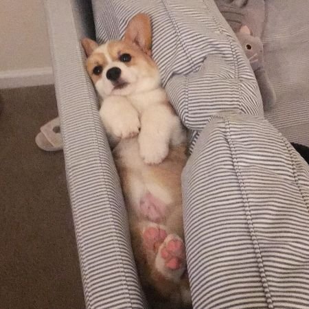Corgi 'dog sandwiched between sofa's back part and pillows