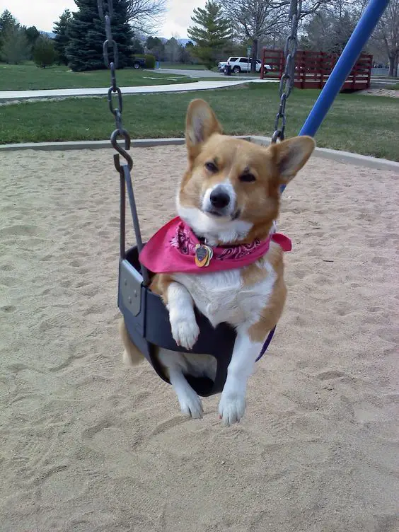 A Corgi in a swing at the park