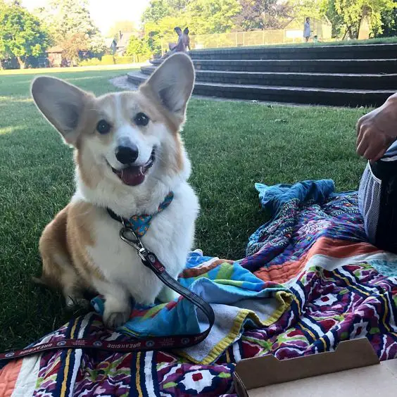 A Corgi sitting at the park while smiling