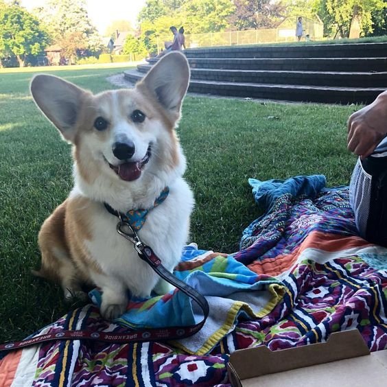 A Corgi sitting at the park while smiling