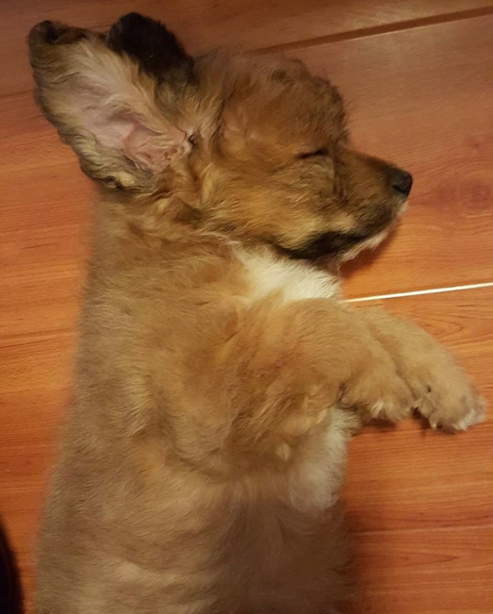 Cardoodle Poogi puppy soundly sleeping on the floor