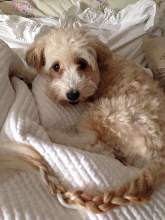 Corgidoodle with its braided tail lying on the bed