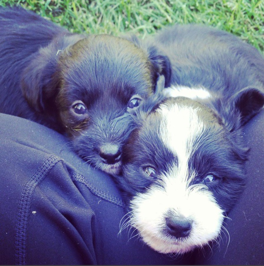 two Cardoodle Poogi puppies with its face on the leg of a person sitting on the green grass