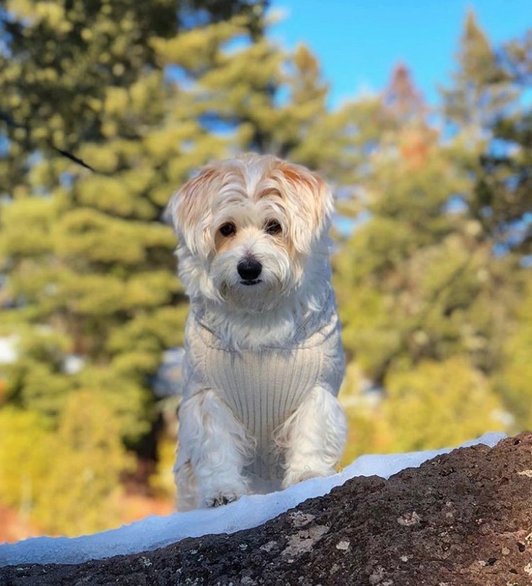 Corgipoo standing on top of the pile of soil with trees in the background