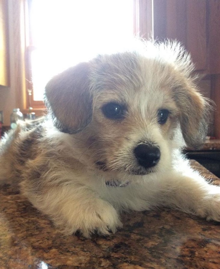 Corgipoo puppy lying on the counter top