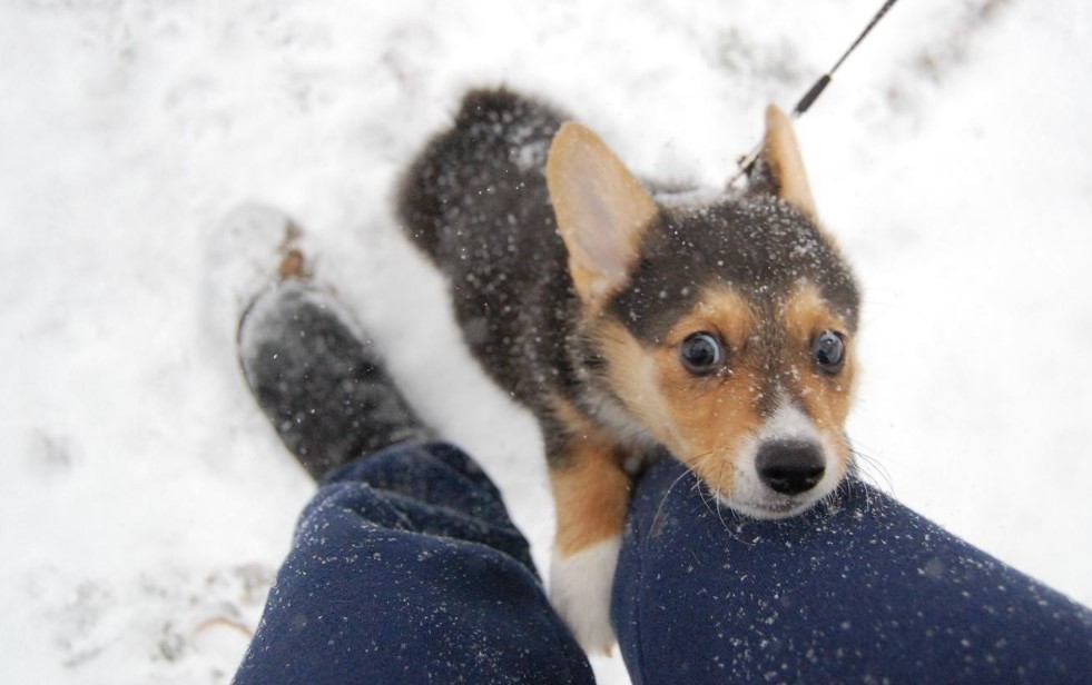 corgi puppy jumping on its owner's legs in snow