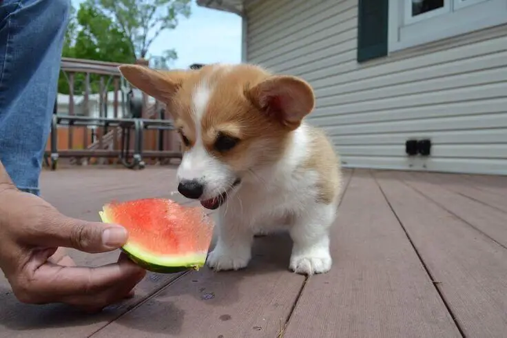 A Corgi puppy eating a watermelon