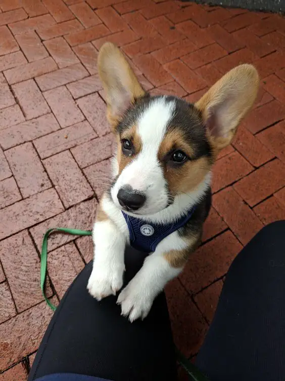 Corgi with its begging face