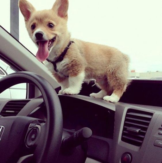 happy Corgi dog with its tongue sticking out on top of the dashboard inside the car