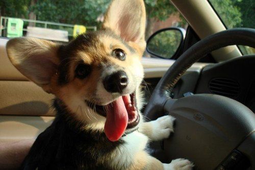 A Corgi puppy sitting in the driver's seat its paws on the steering wheel