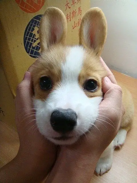 coping Corgi's adorable face with two hands