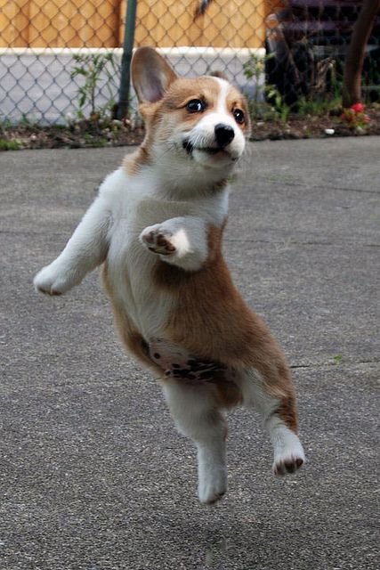 dancing Corgi